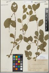 Foto von Salix myrsinifolia Salisb.